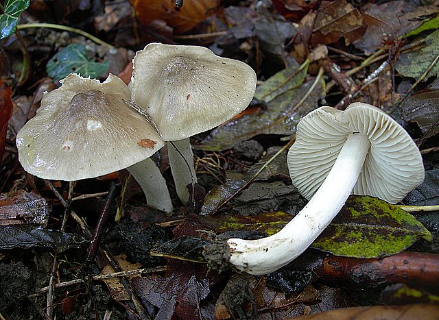 Hygrocybe  fornicata  (Fr.)   Singer